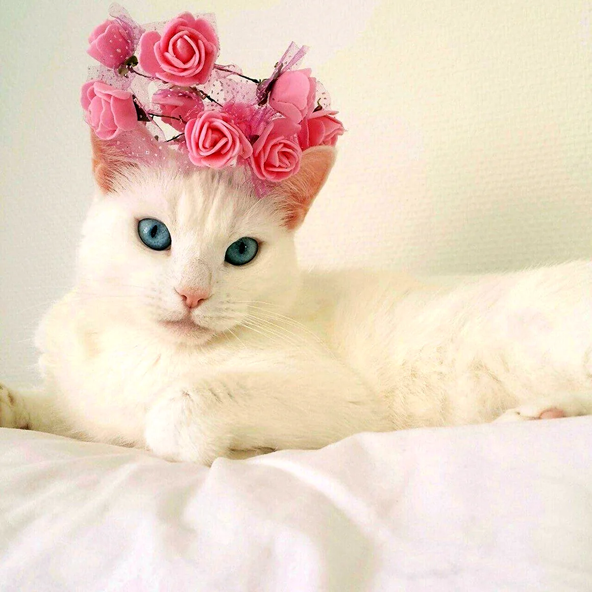 Розовая кошка