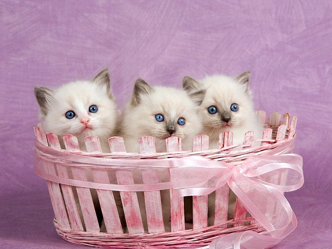 Розовый котенок