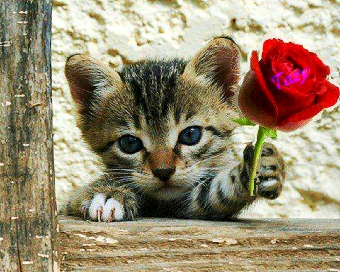 Розы и котенок