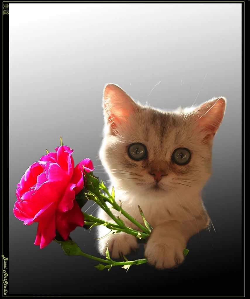 Розы и котенок