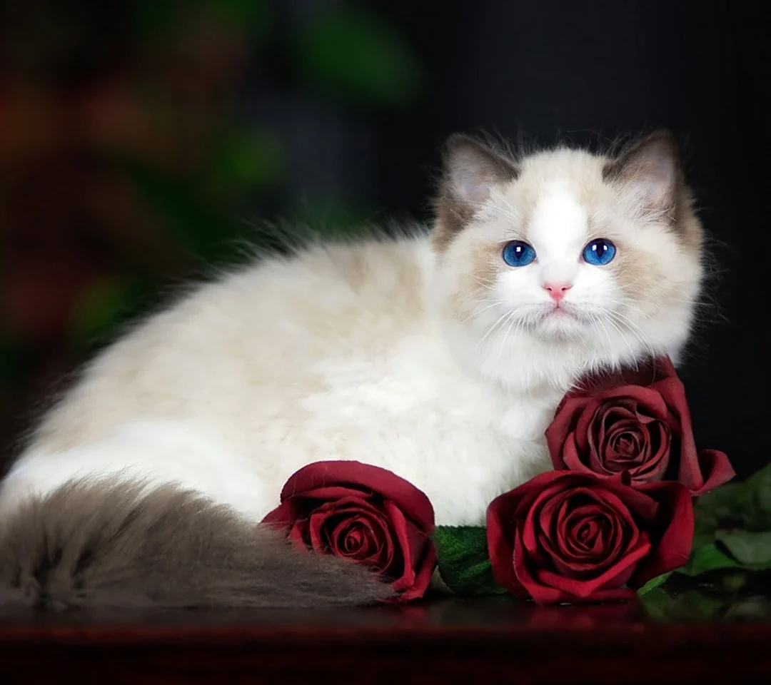 Розы и котенок