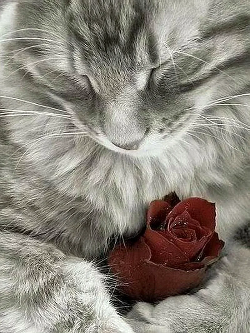 Розы и котенок