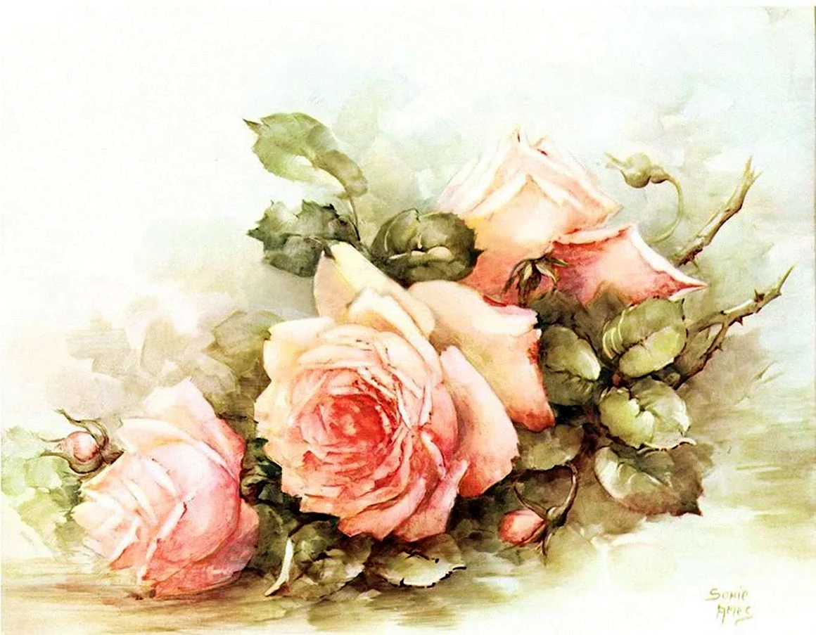 Розы Sonie Ames