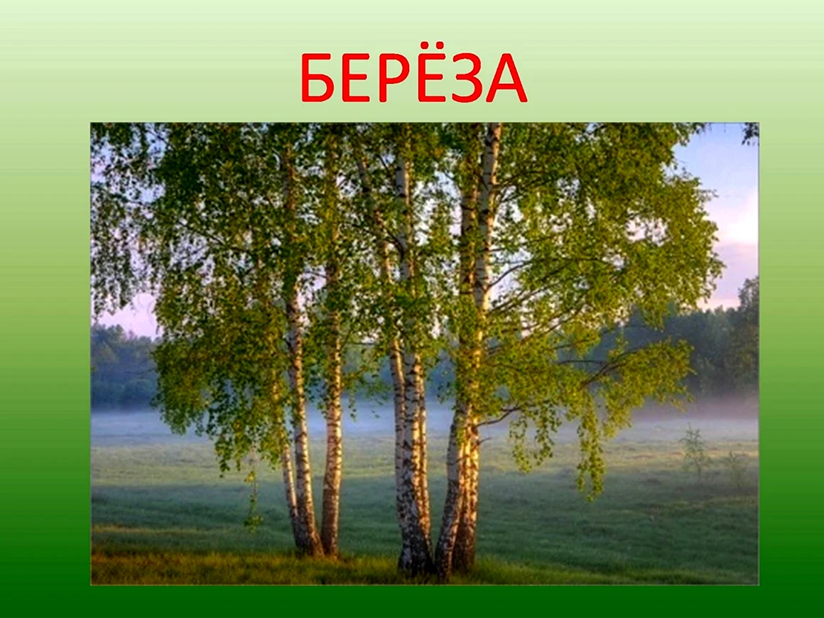Русская берёзка символ России