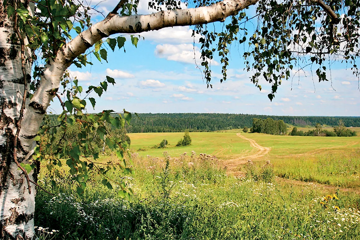 Русская деревня березы