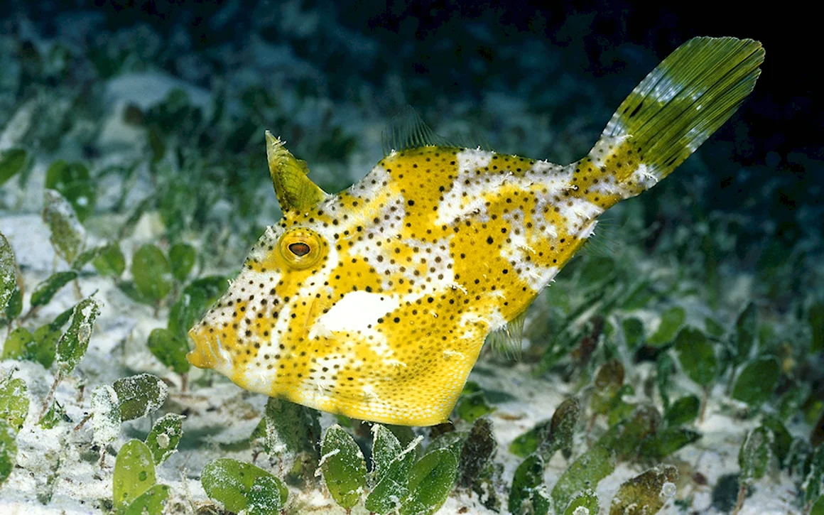 Рыба кузовок красное море
