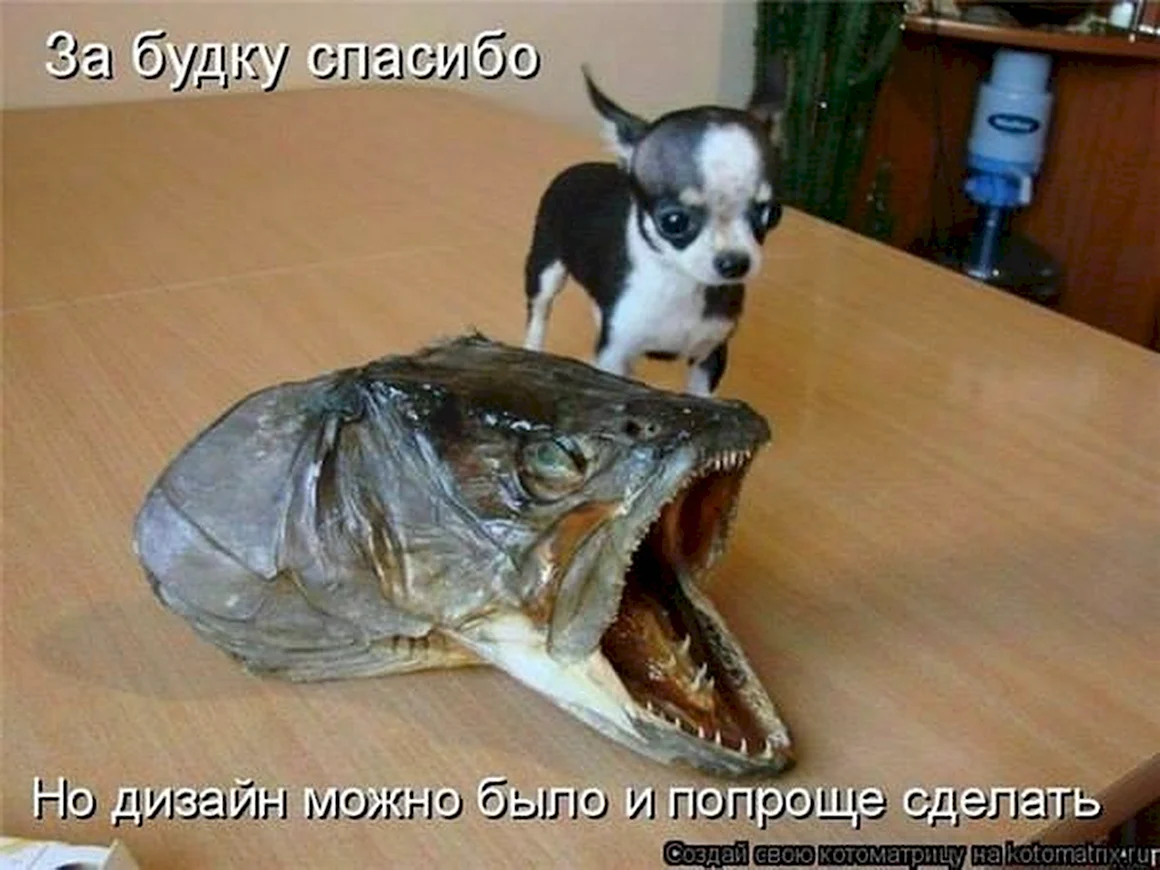 Рыба собака прикол