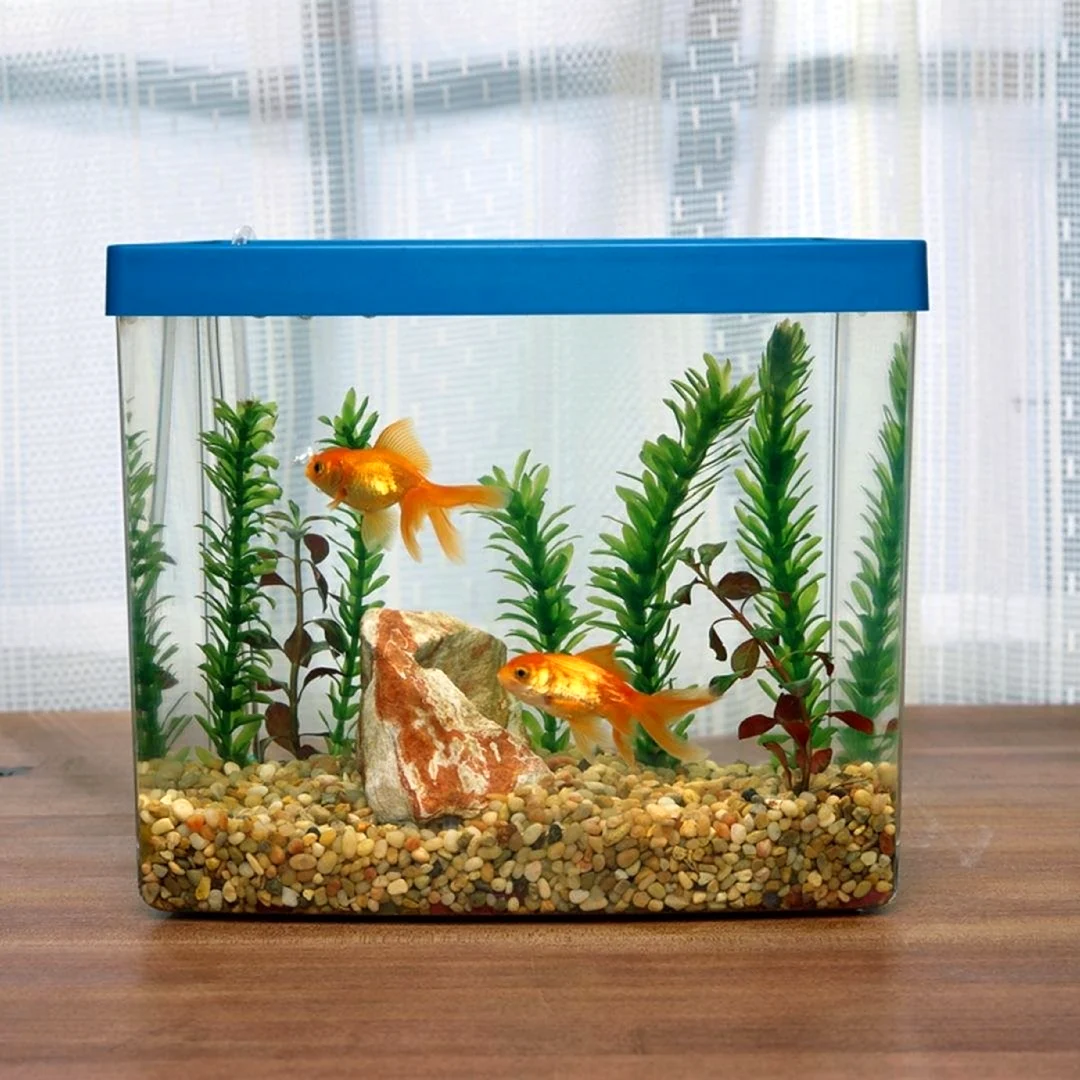 Рыбки для аквариума
