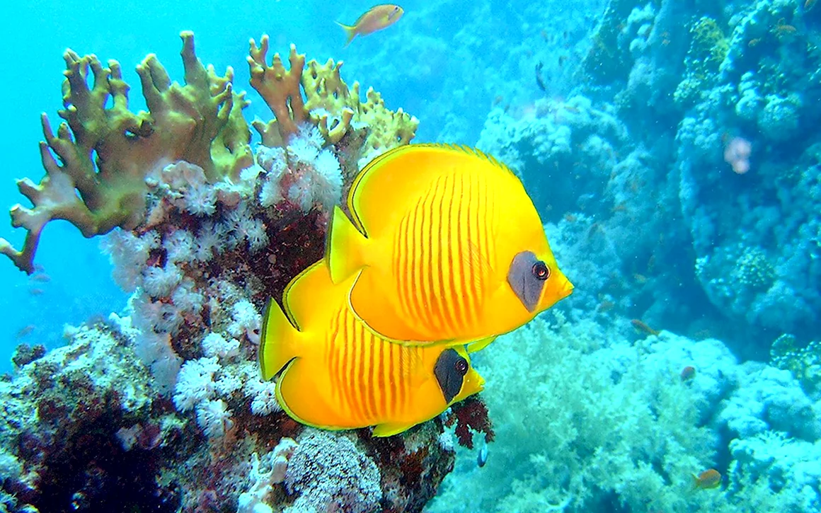 Рыбки красного моря