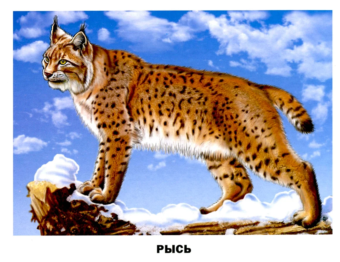 Рысь