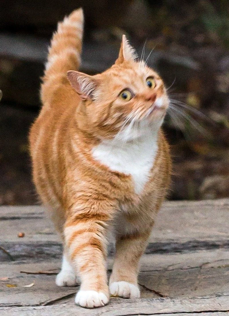Рыжая кошка