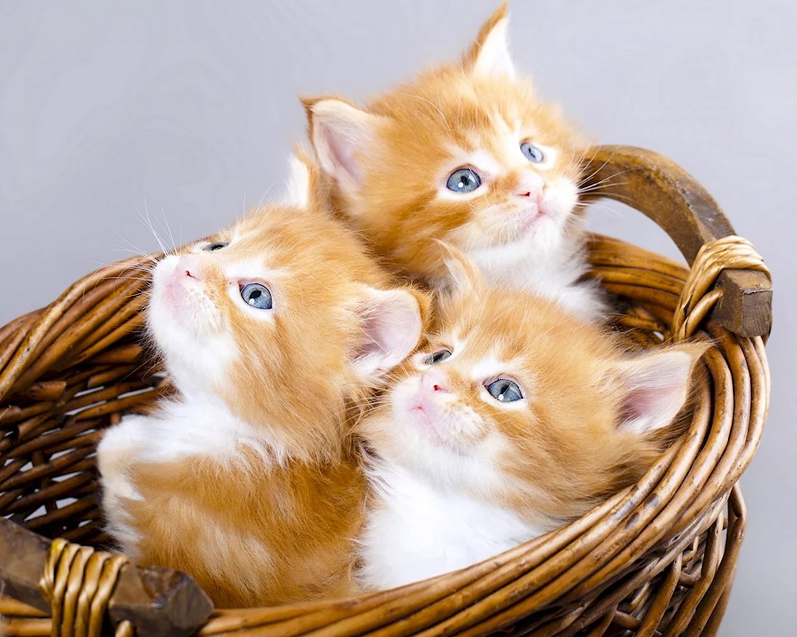 Рыжие котята Мейн кун трио