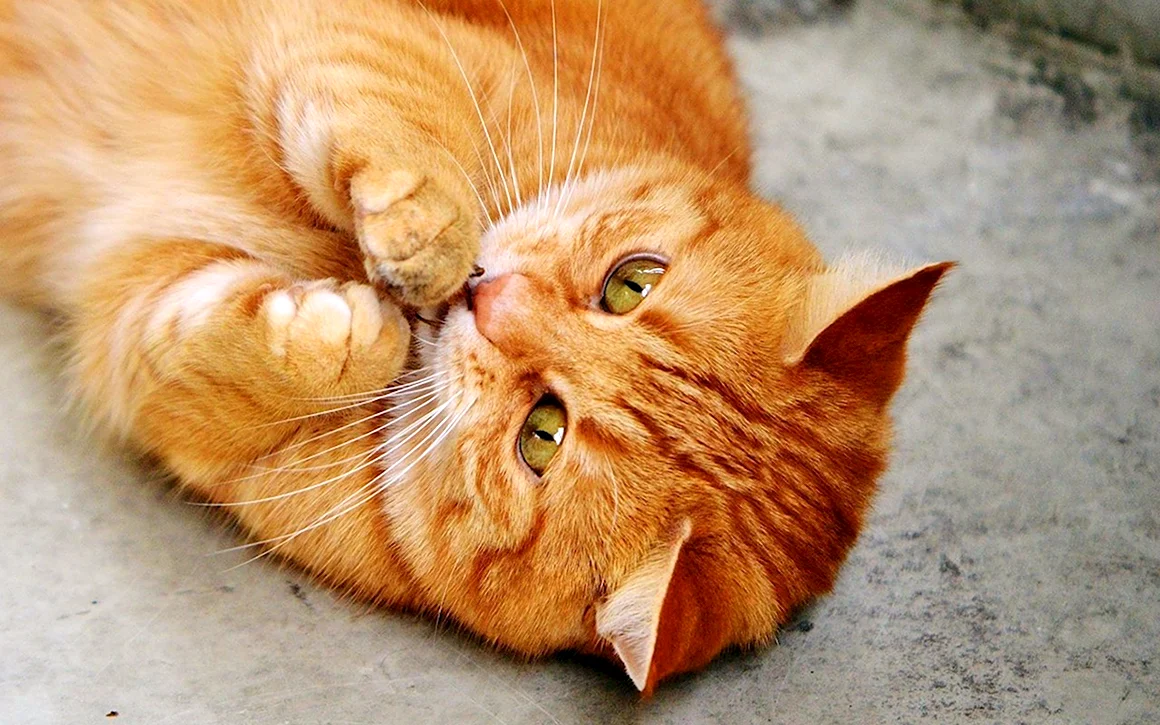 Рыжие коты