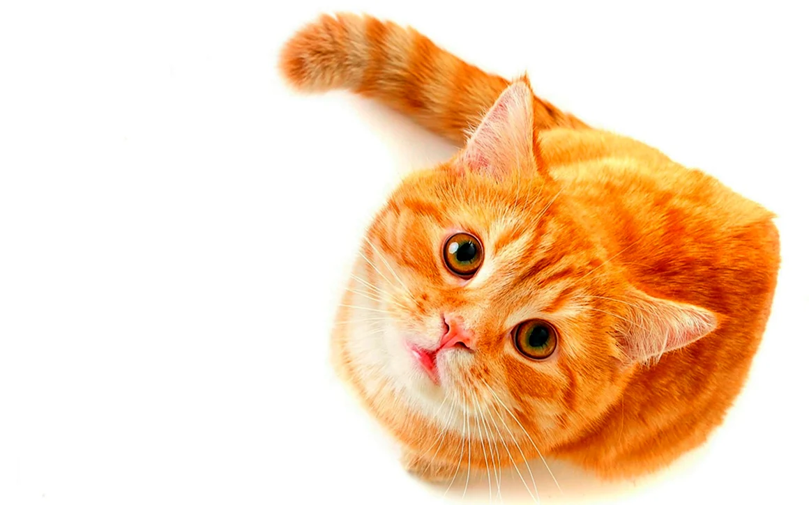 Рыжий кот