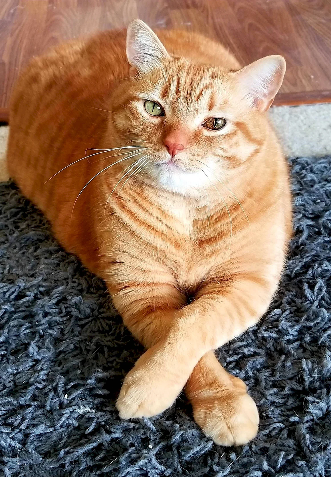 Рыжий кот
