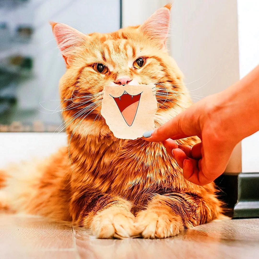 Рыжий кот