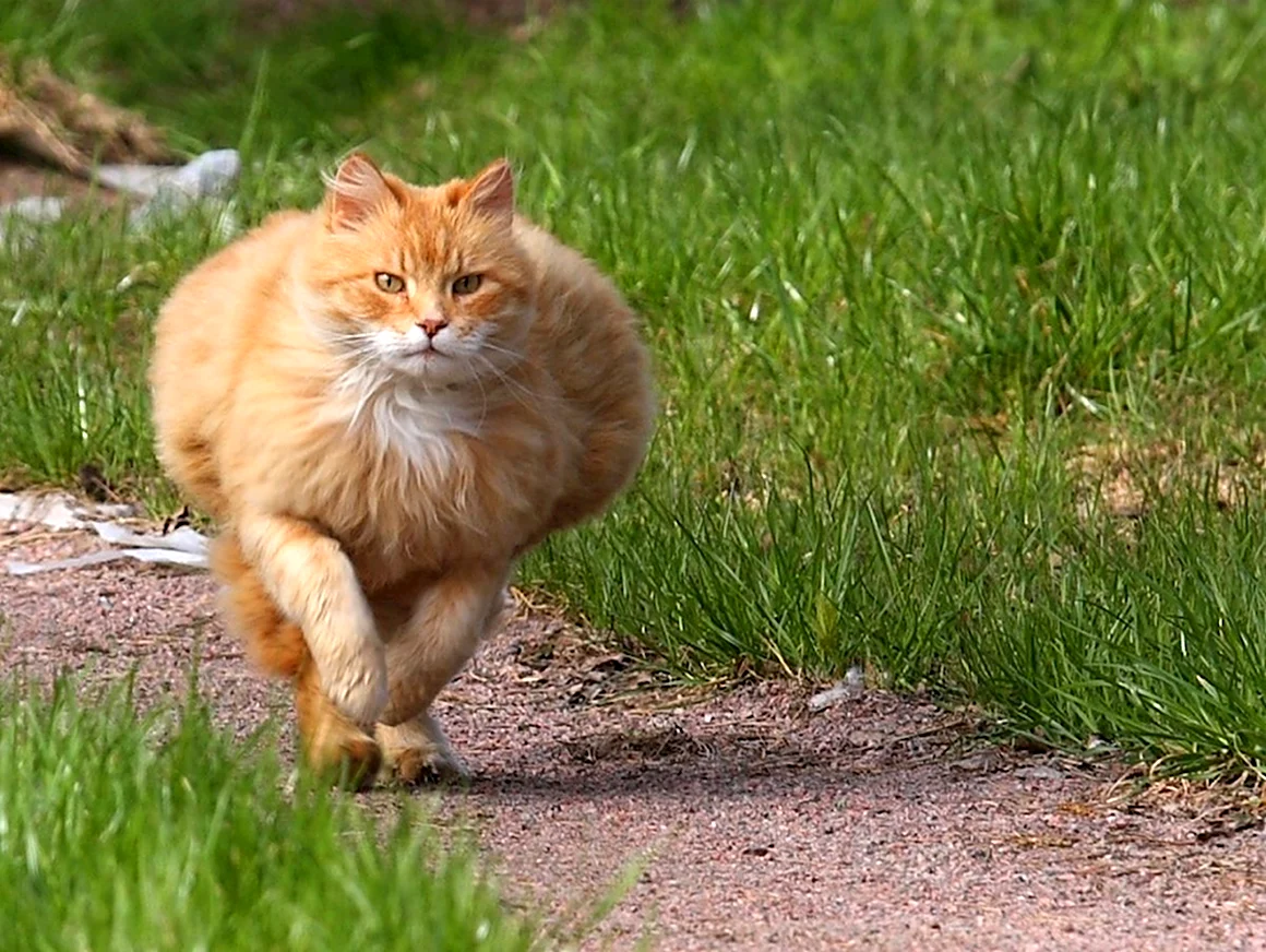Рыжий кот бежит