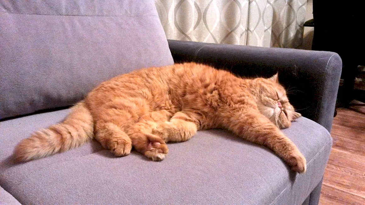 Рыжий кот на диване
