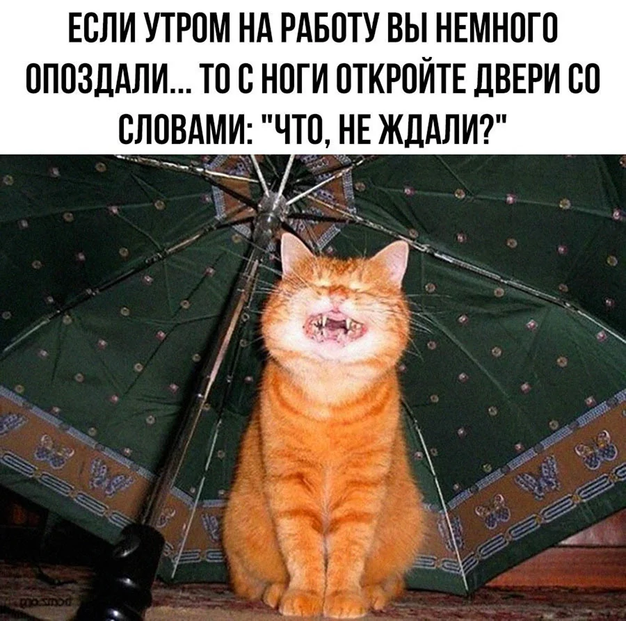 Рыжий кот под дождем