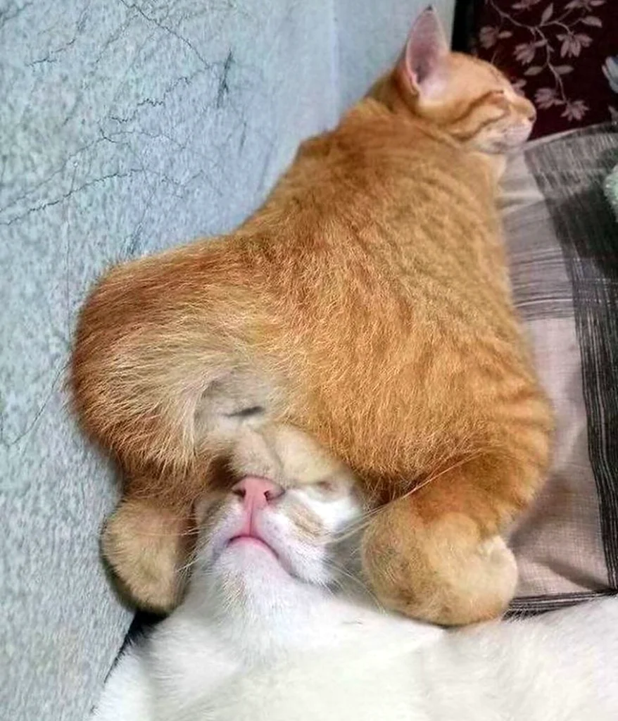 Рыжий кот с яйцами