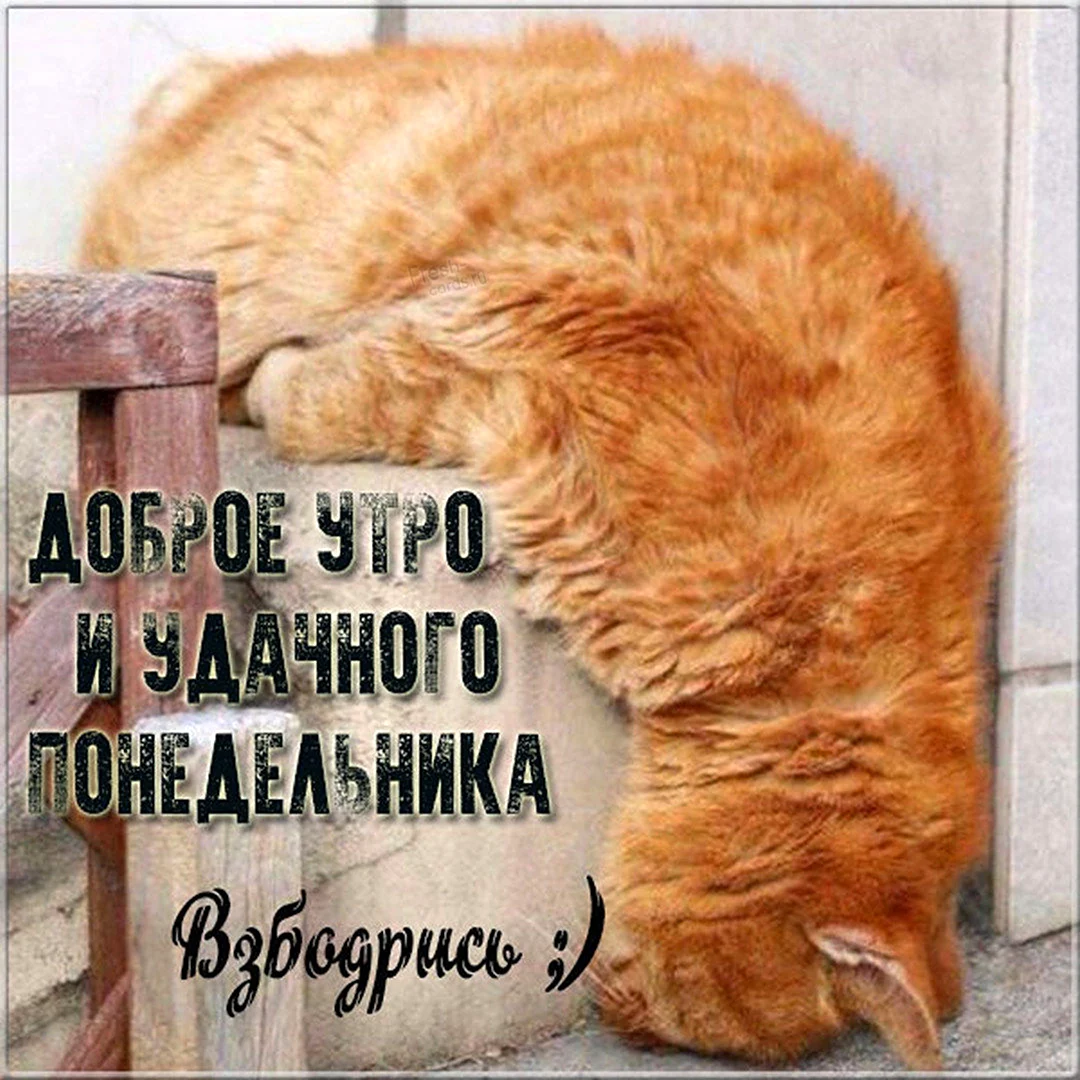Рыжий кот устал