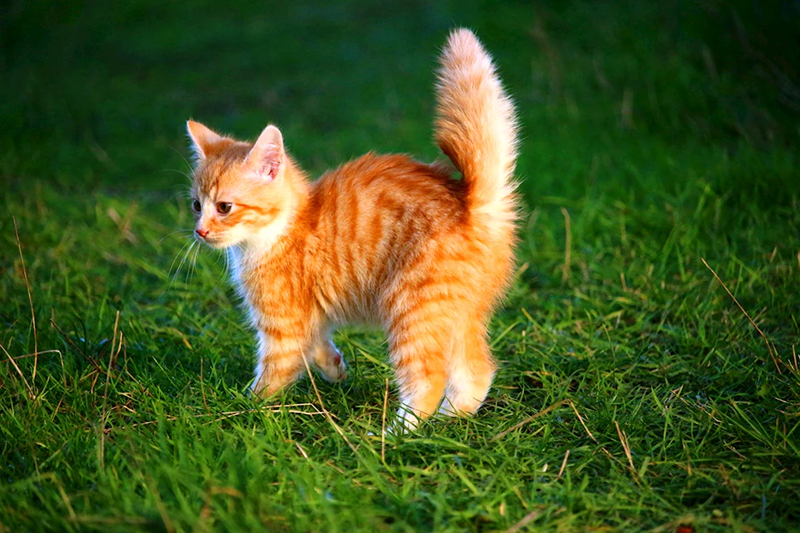 Рыжий котёнок