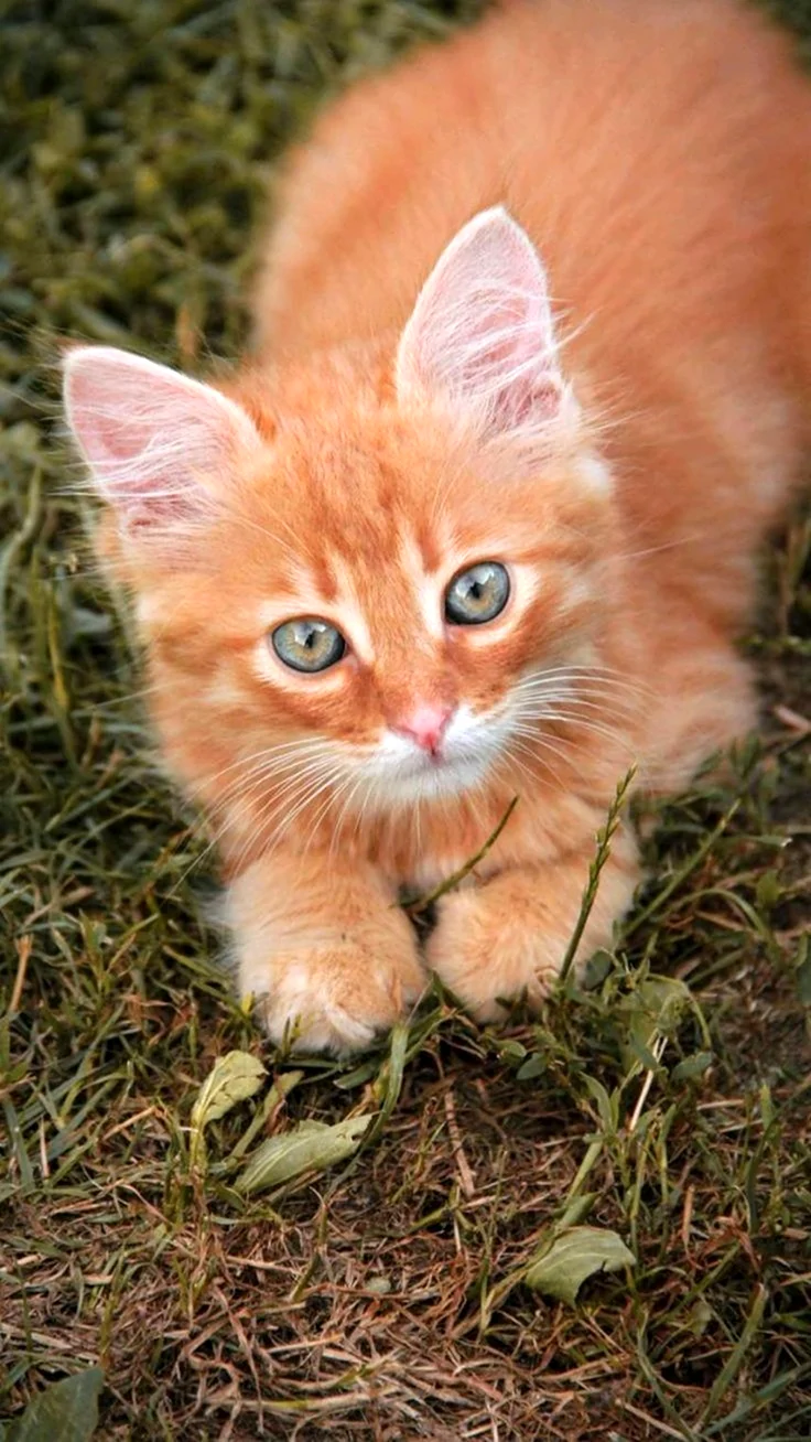 Рыжий котёнок