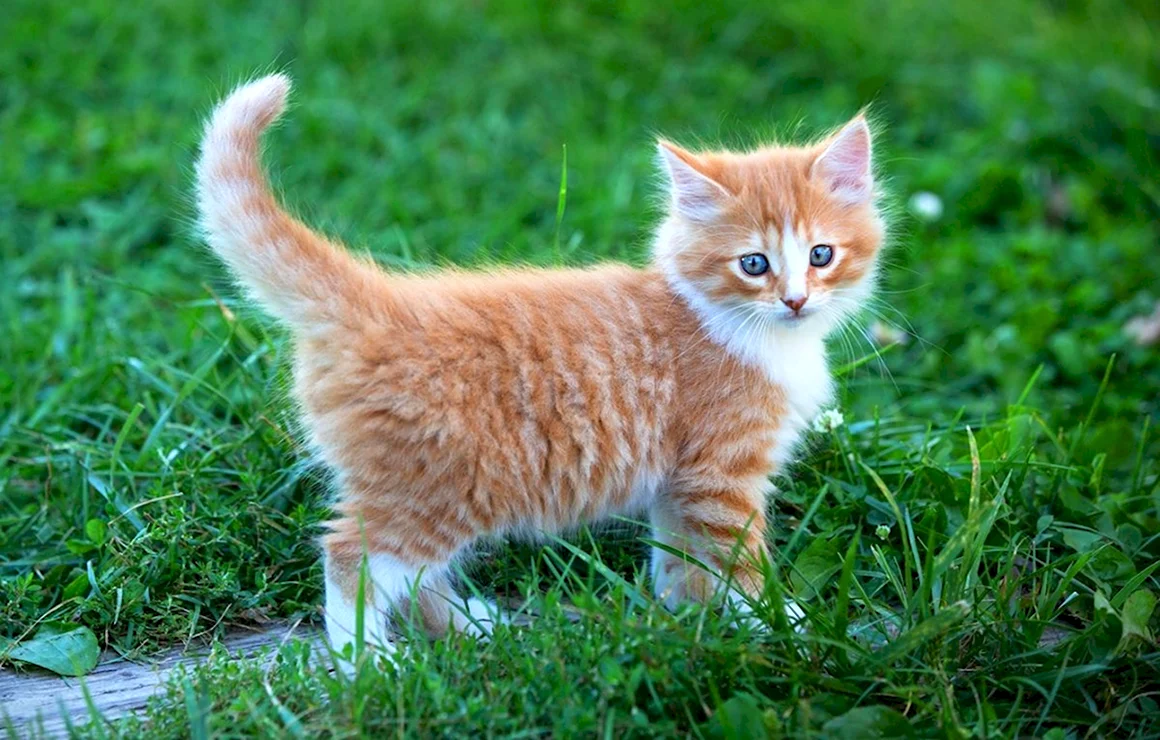 Рыжий котёнок