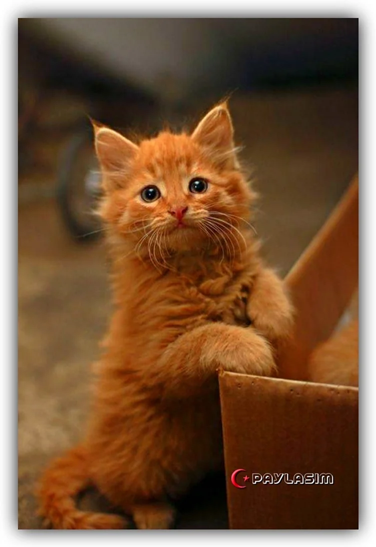 Рыжий котёнок