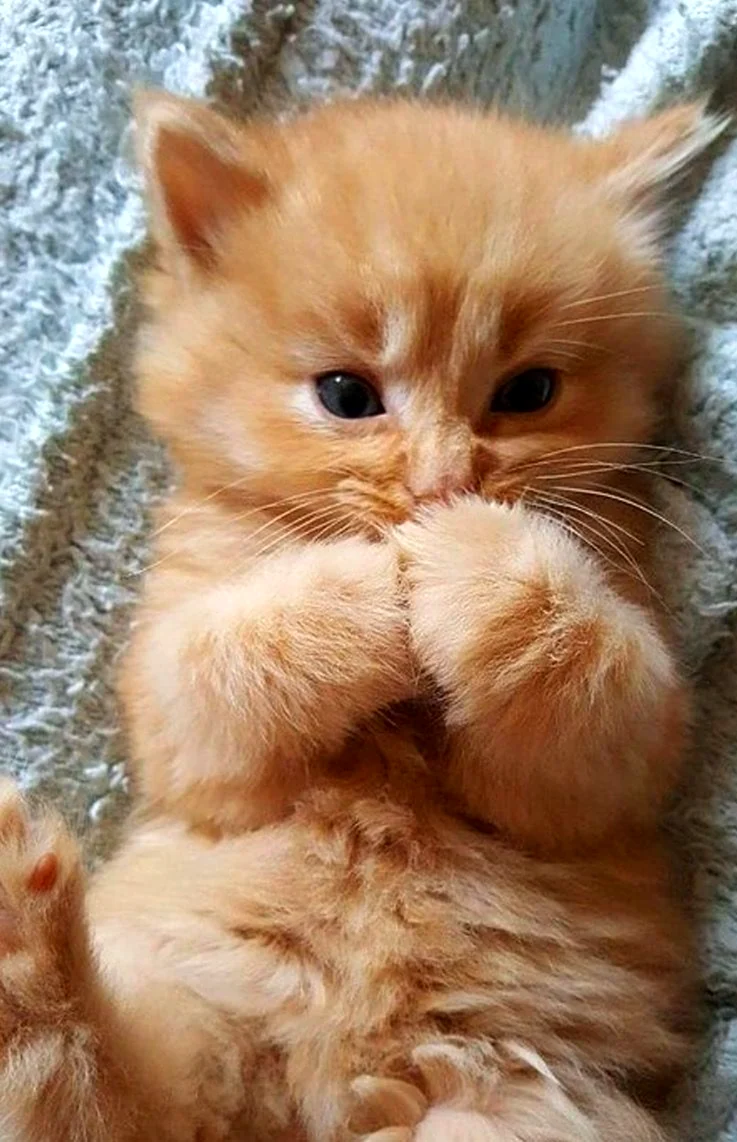Рыжий котёнок
