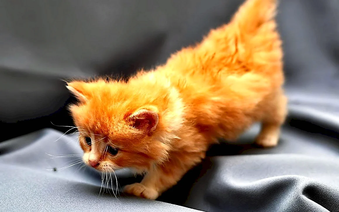 Рыжий котёнок