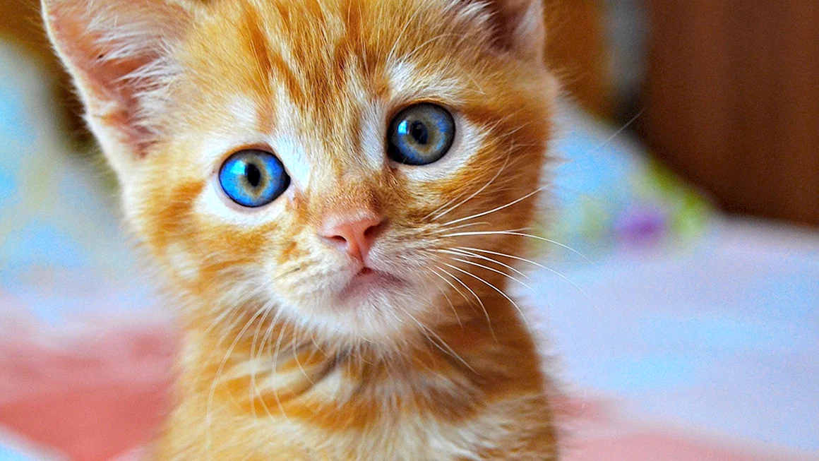 Рыжий котёнок
