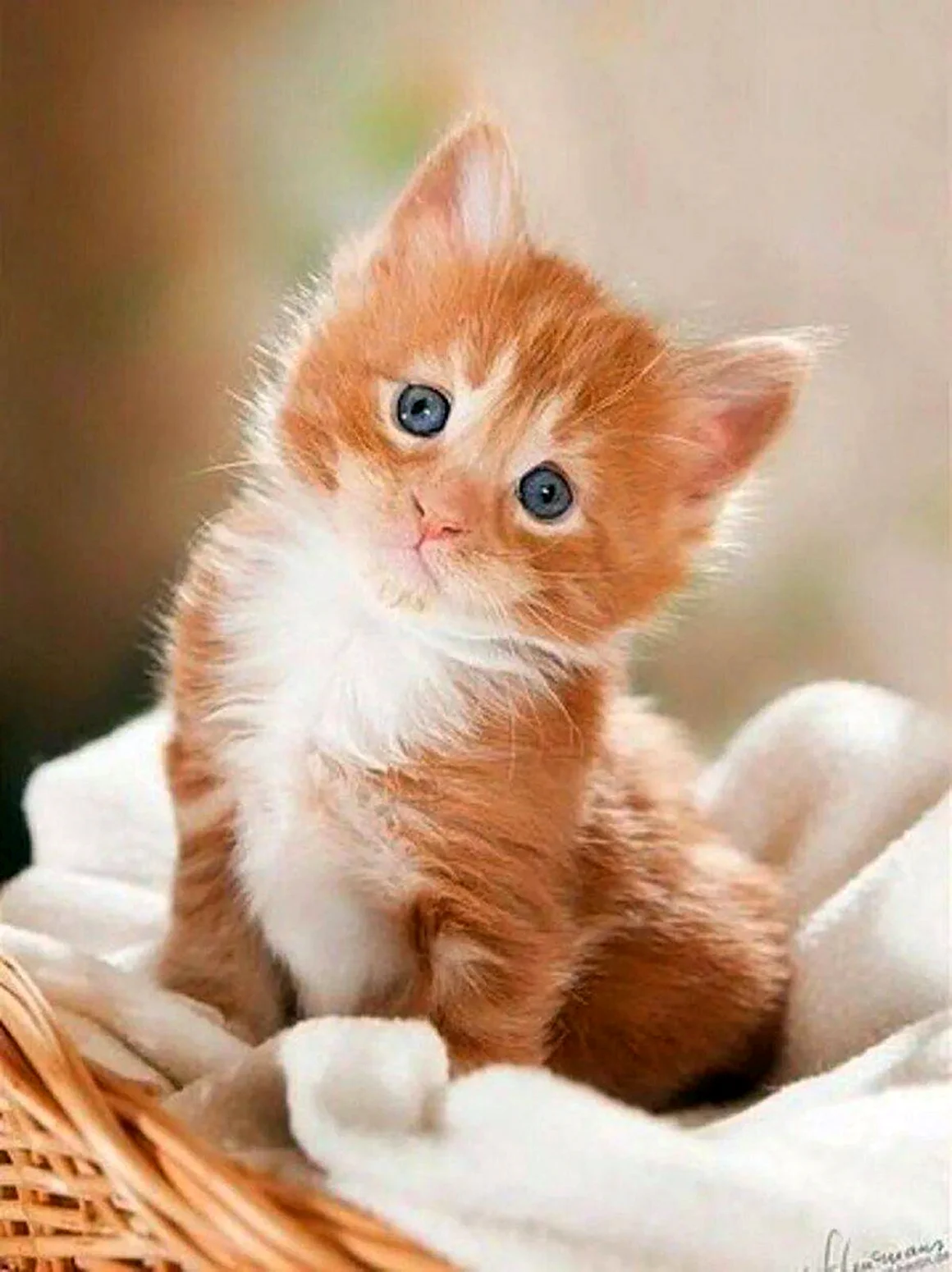 Рыжий котёнок