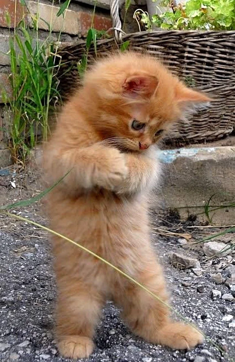 Рыжий котёнок