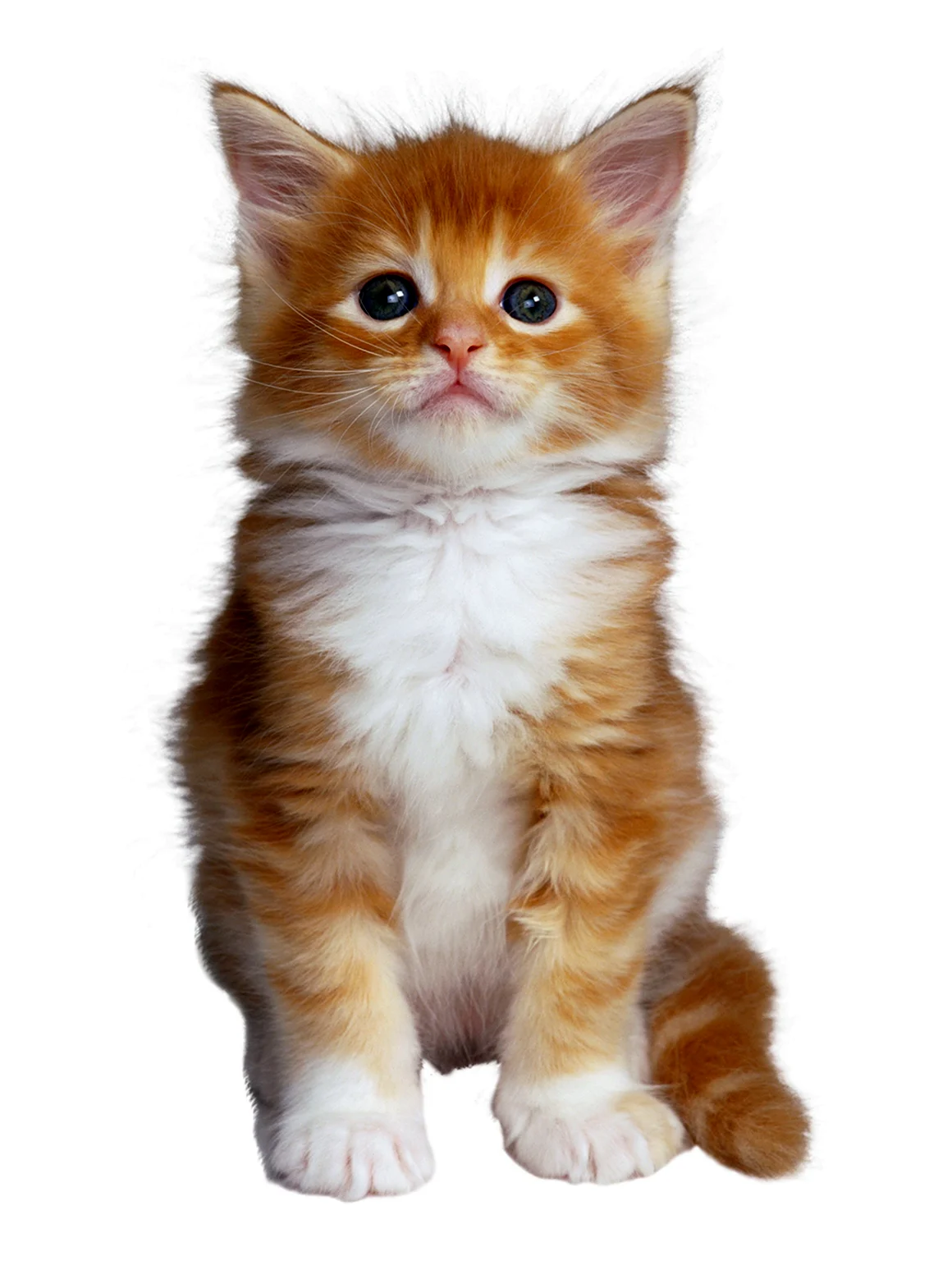 Рыжий котёнок