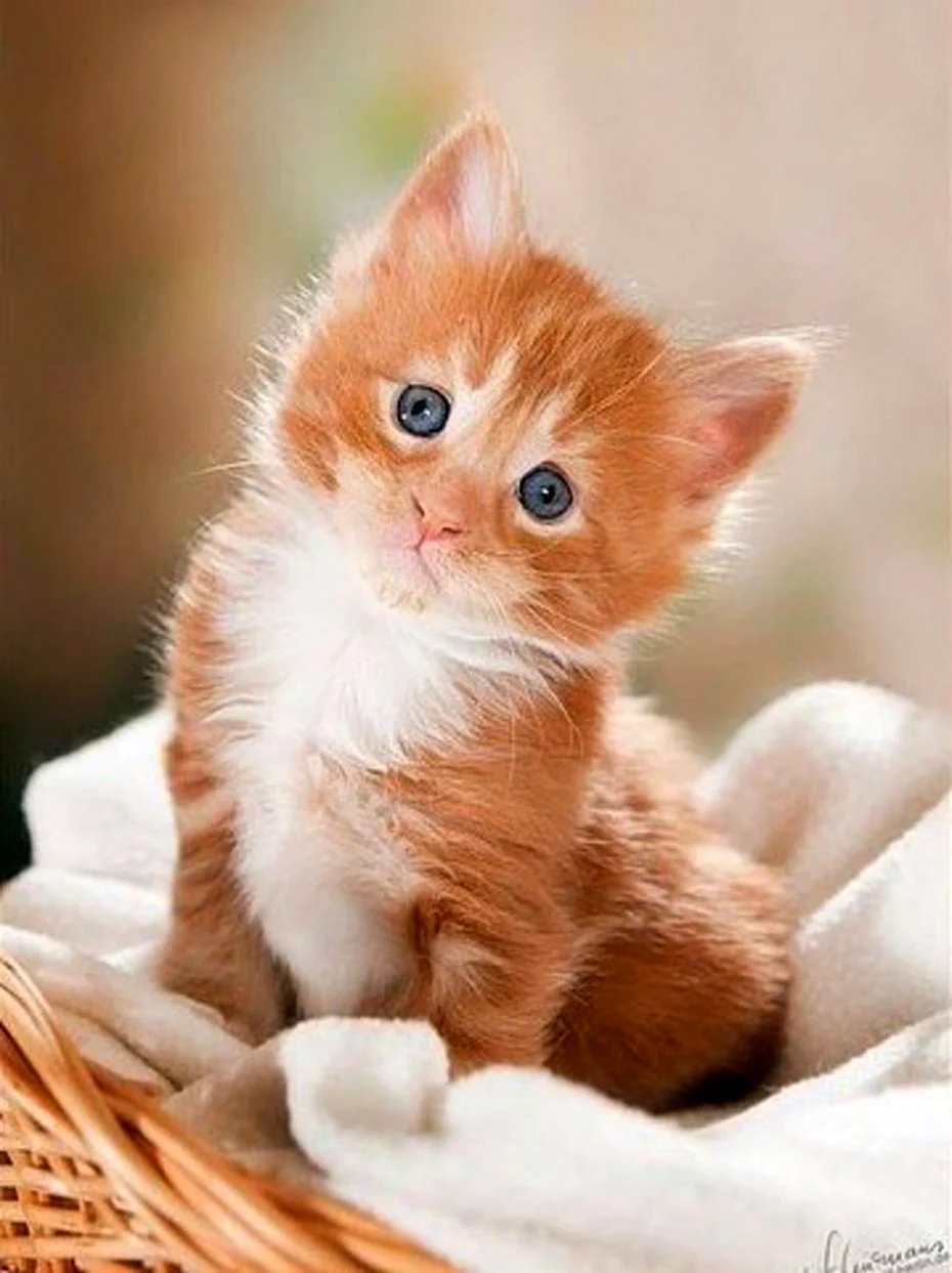 Рыжий котёнок