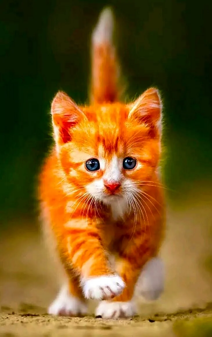 Рыжий котёнок