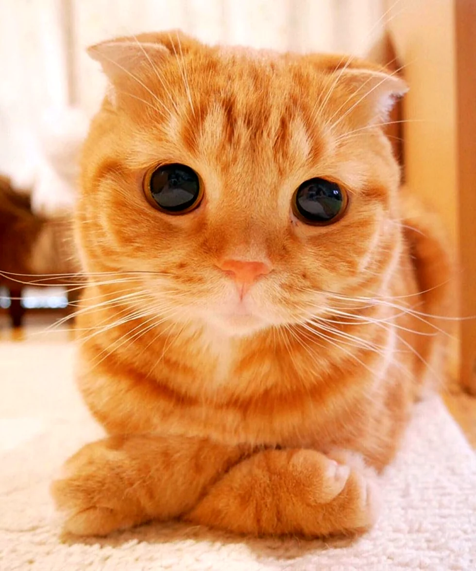 Рыжий вислоухий кот