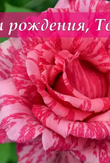 С днём рождения Антонина