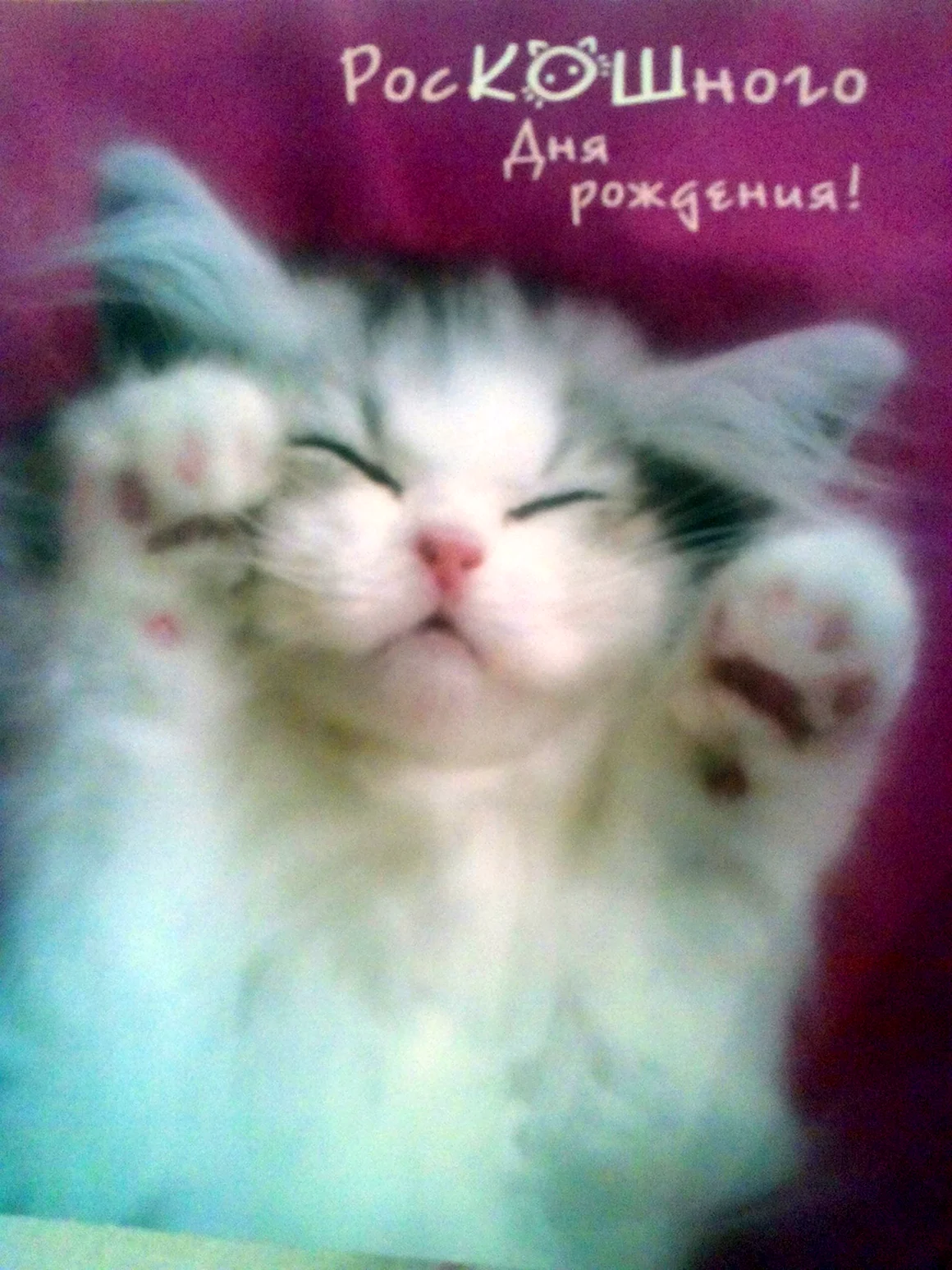 С днем рождения котенок