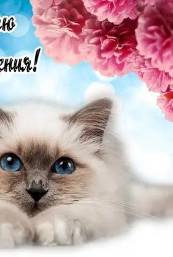 С днём рождения с котиками