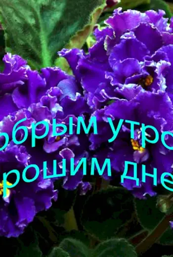 С добрым утром фиалки
