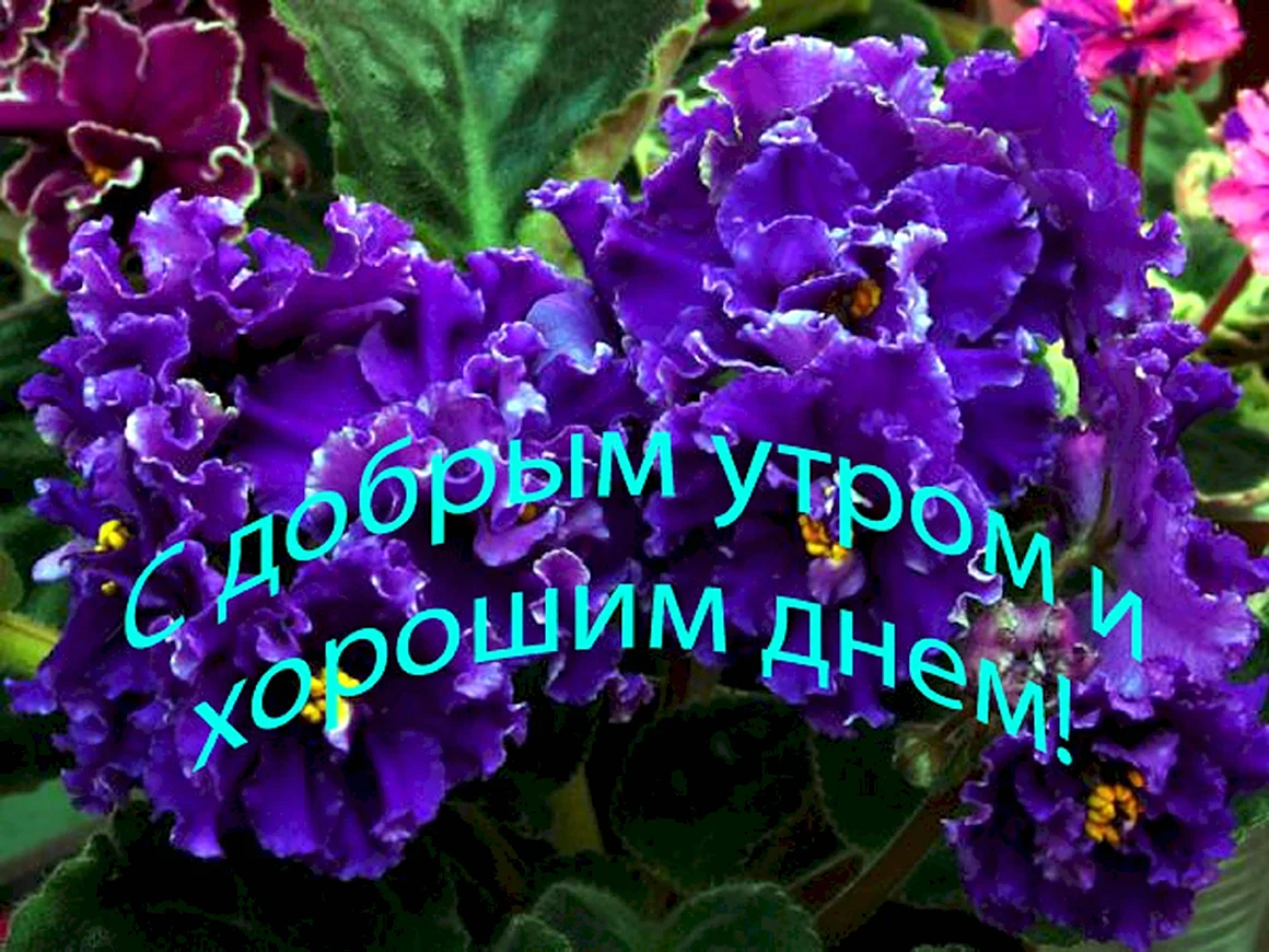 С добрым утром фиалки