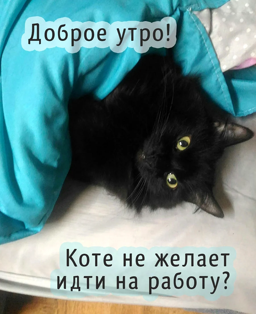 С добрым утром котики смешные