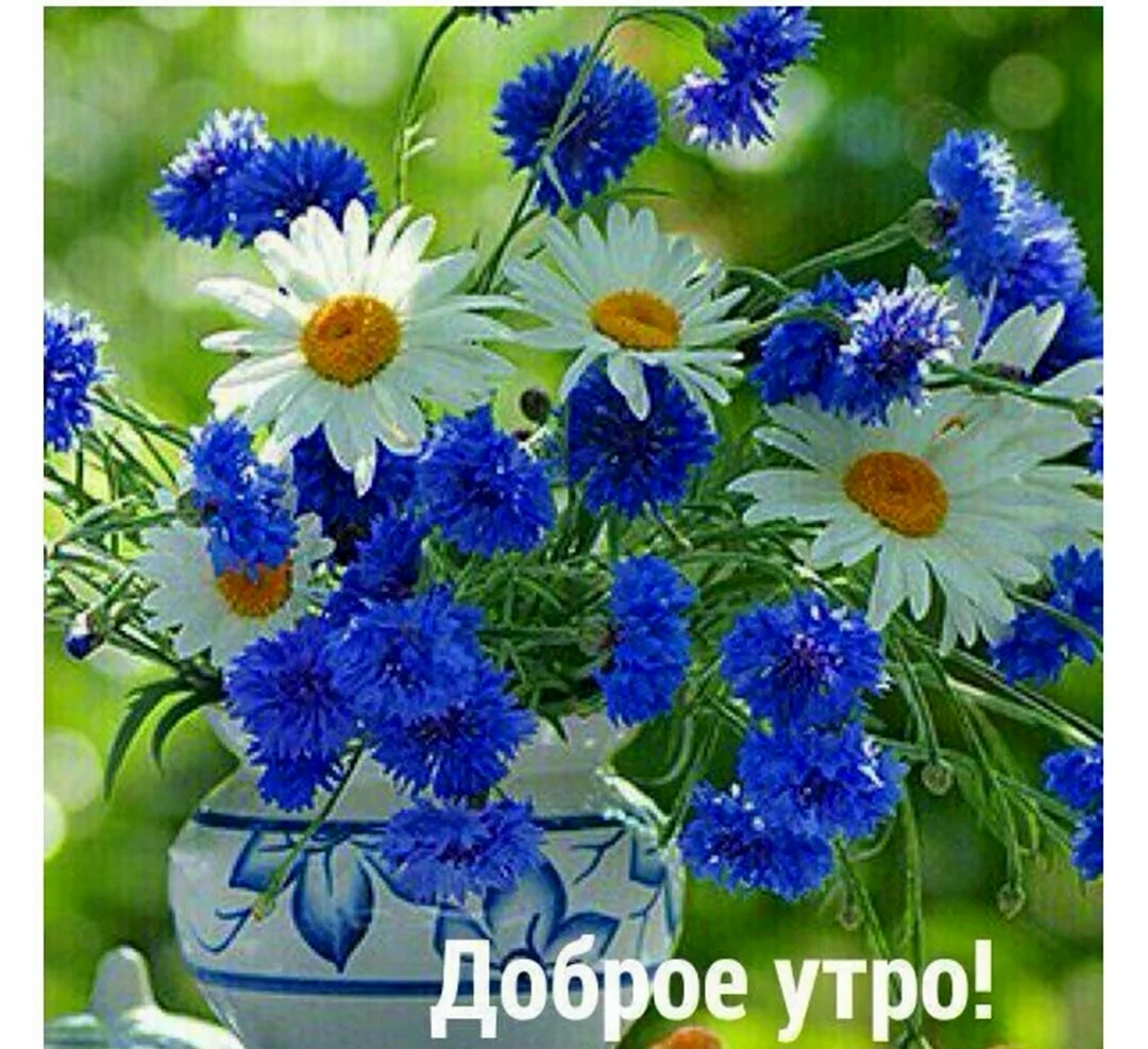 С добрым утром с ромашками и васильками