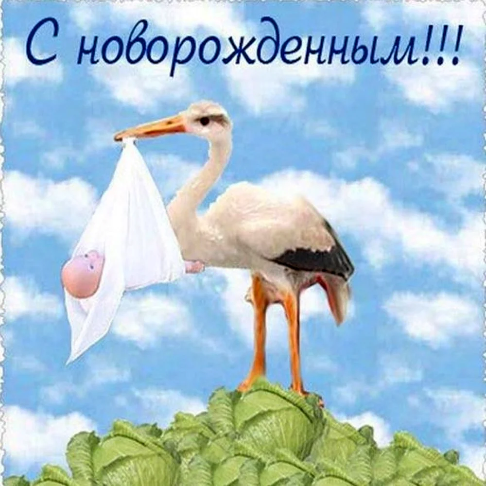 С рождением сыночка Аист