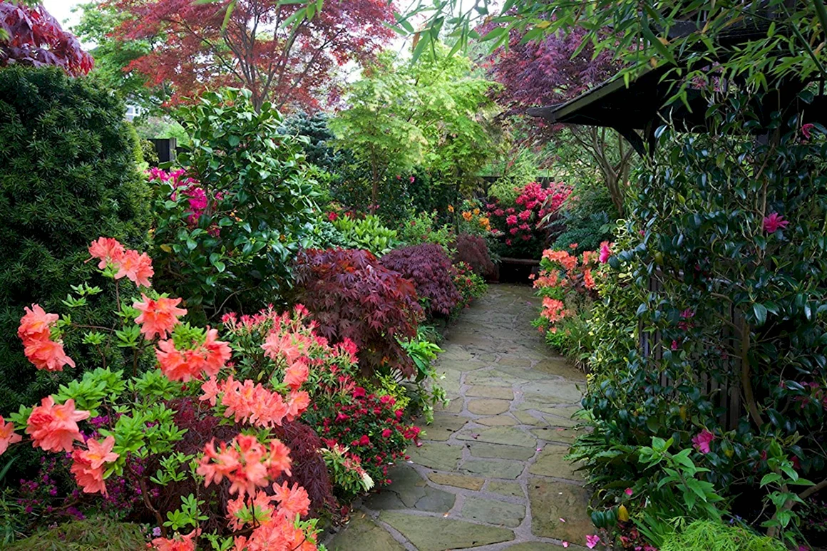Сад азалий Azalea Garden. В Кью