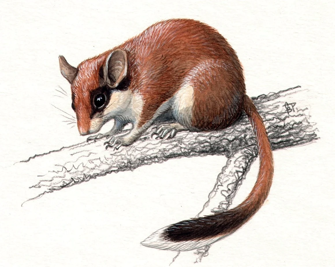 Садовая Соня eliomys quercinus Linnaeus 1766