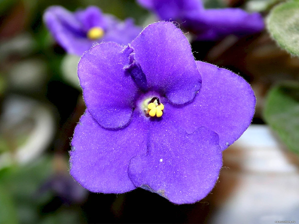 Saintpaulia ionantha