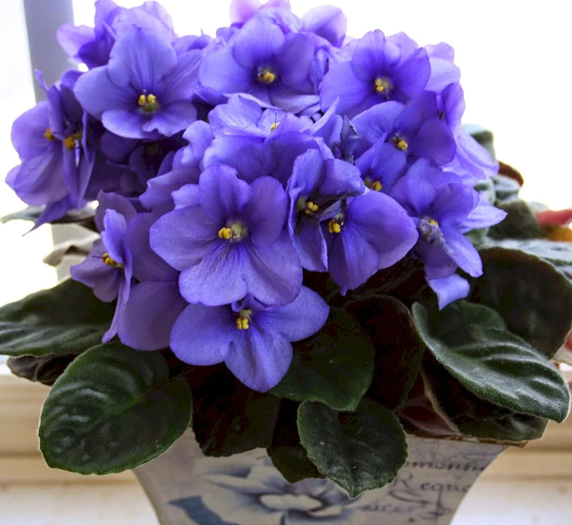Saintpaulia ionantha